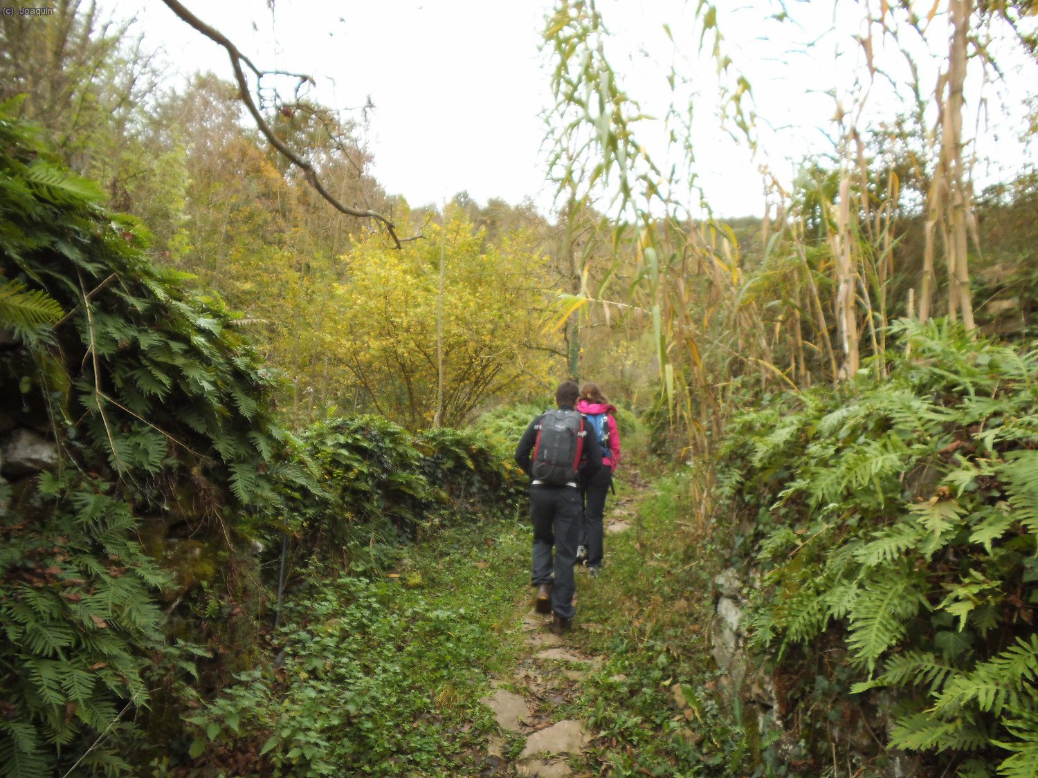 Pasillo entre helechos