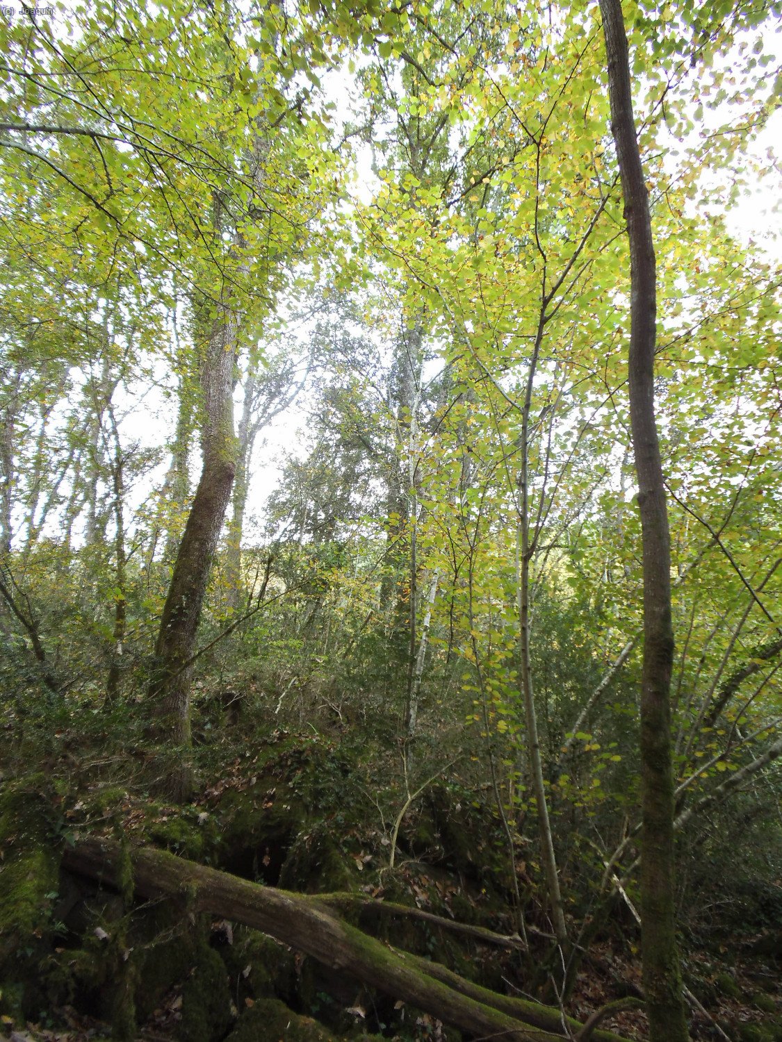Robledal. Boscos de Santal&oacute;
