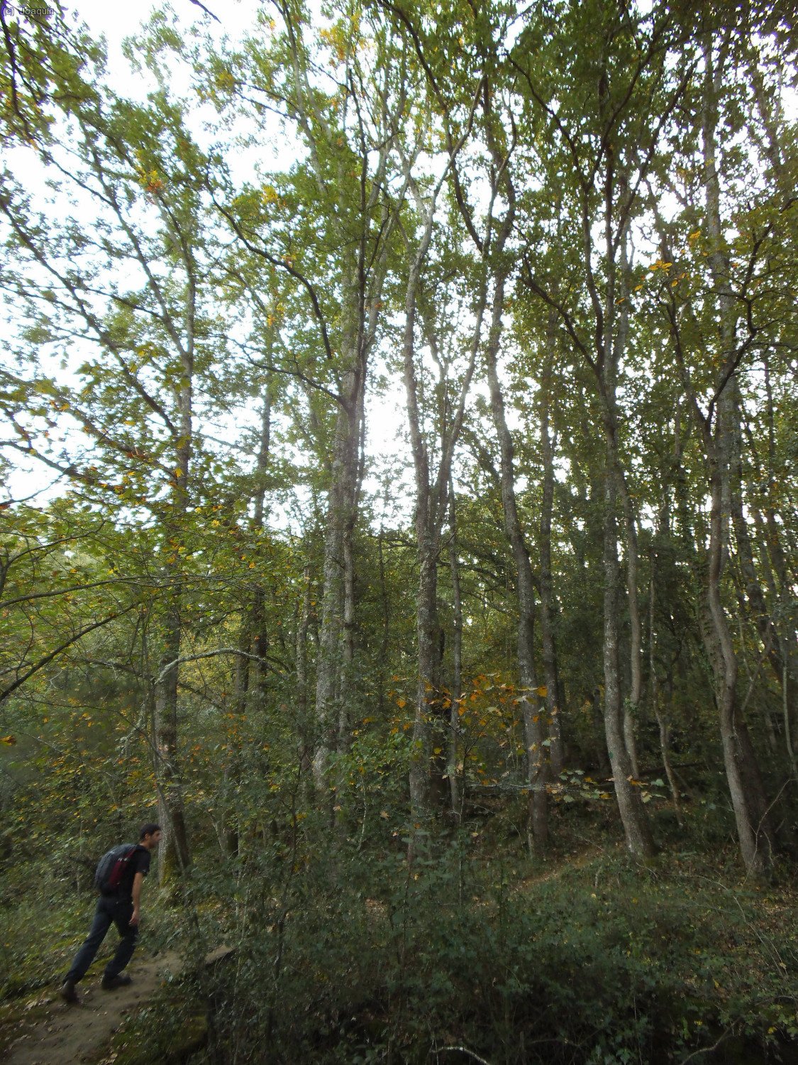 Camino de las Baumes d