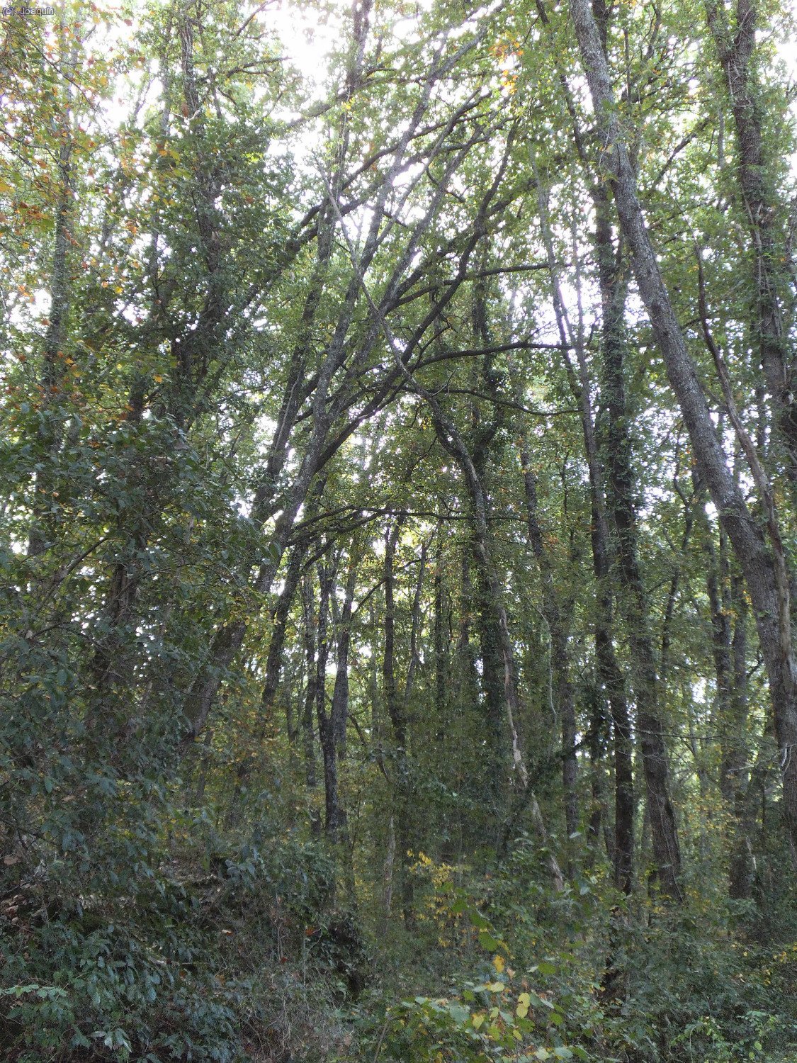 Camino de las Baumes d