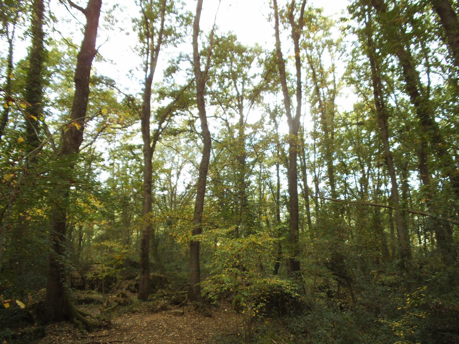 Bosques camino de La Davesa