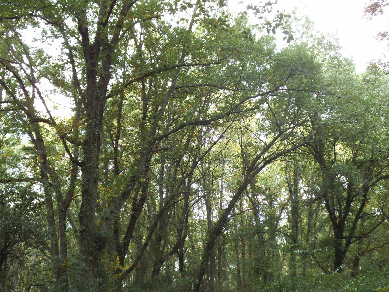 Bosques camino de La Davesa