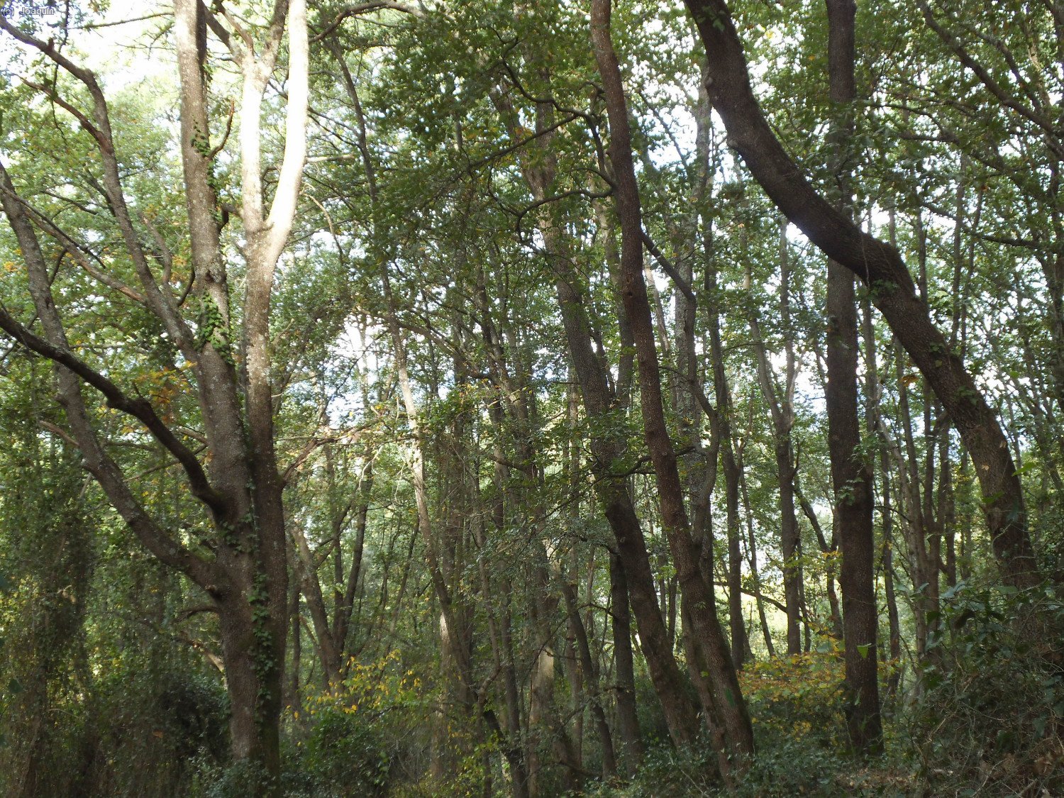 Bosques camino de La Davesa