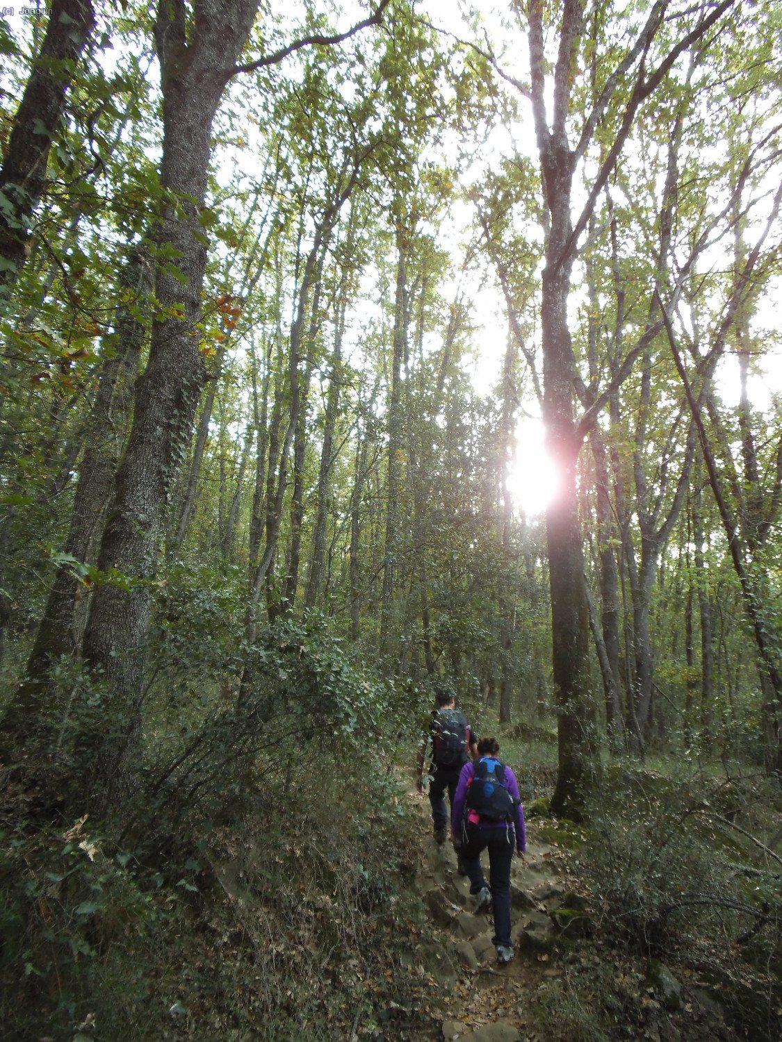 Bosques camino de La Devesa