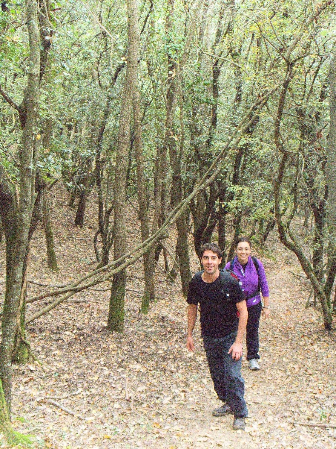 Bosques que rodean la casa de Santal&oacute;
