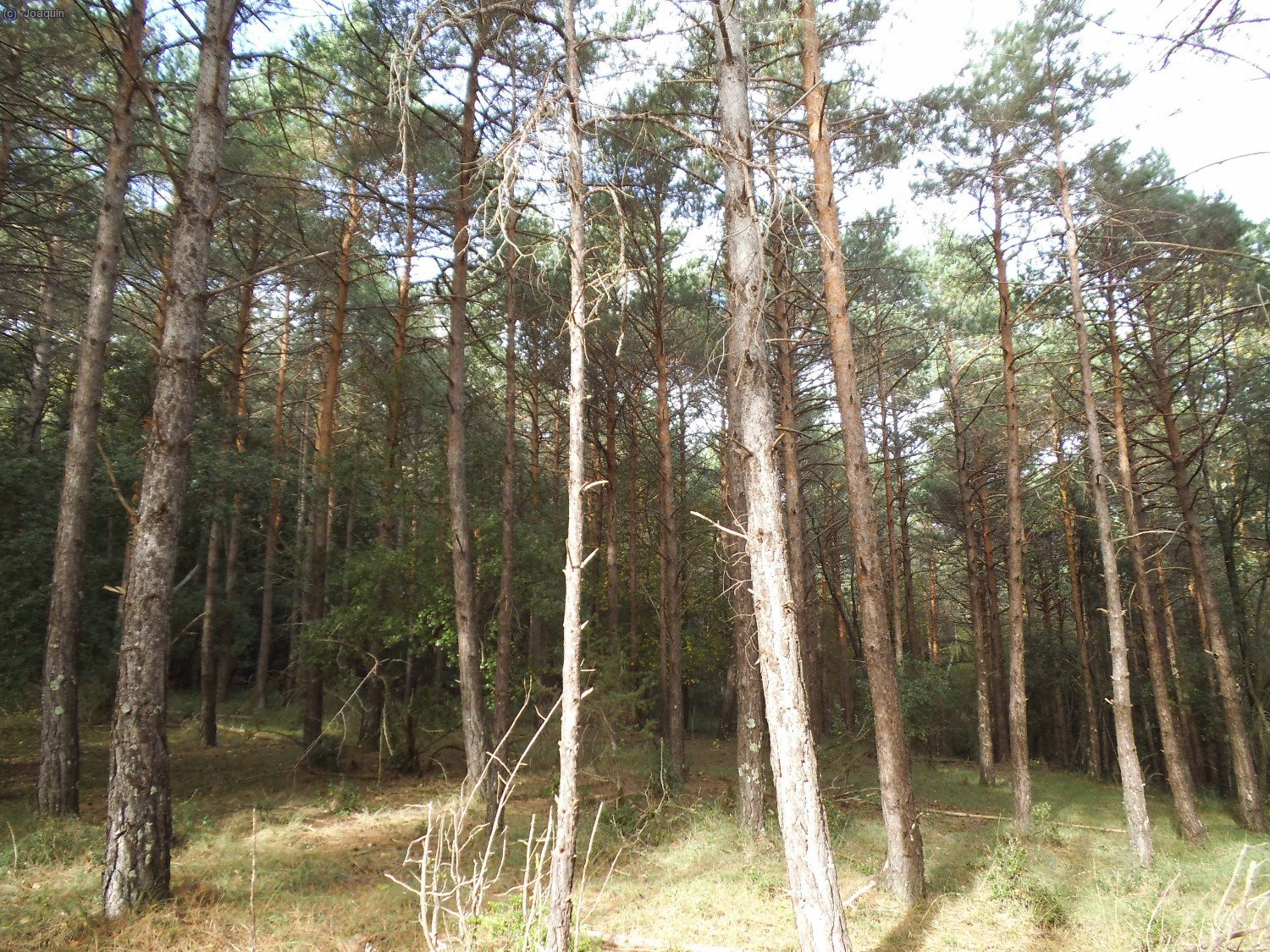 Bosques de pinos camino de Puig Lliurella