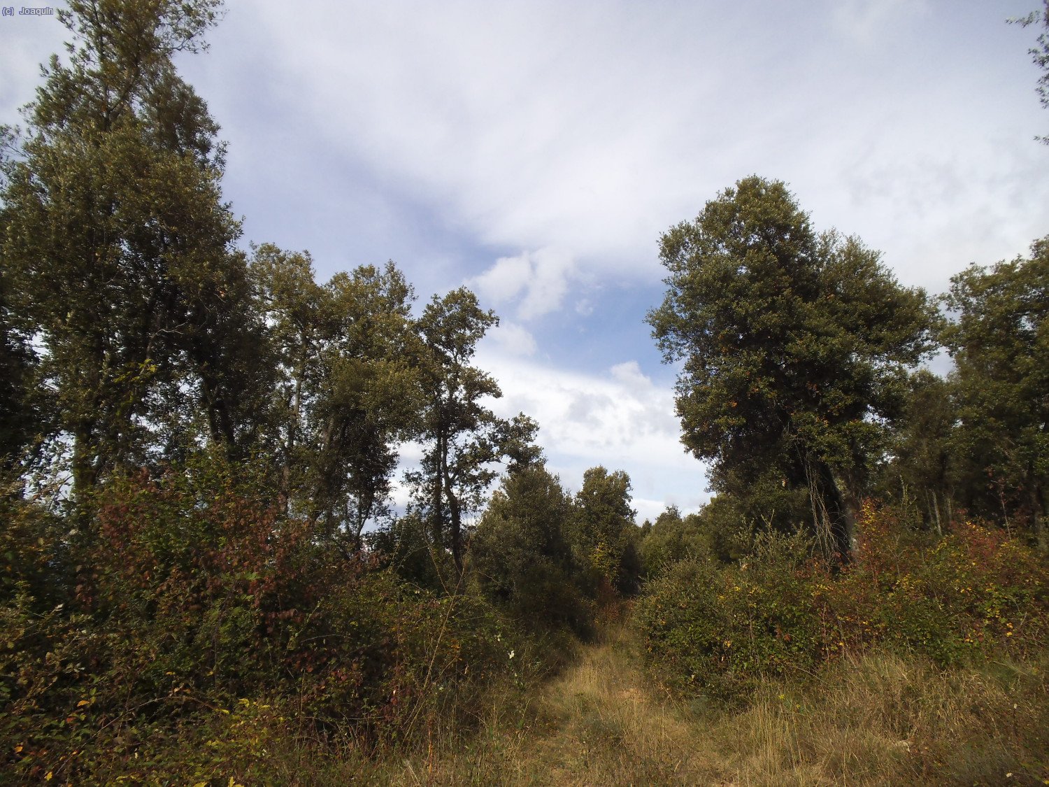 Camino olvidado que nos deja en la cima de Puig Lliurella