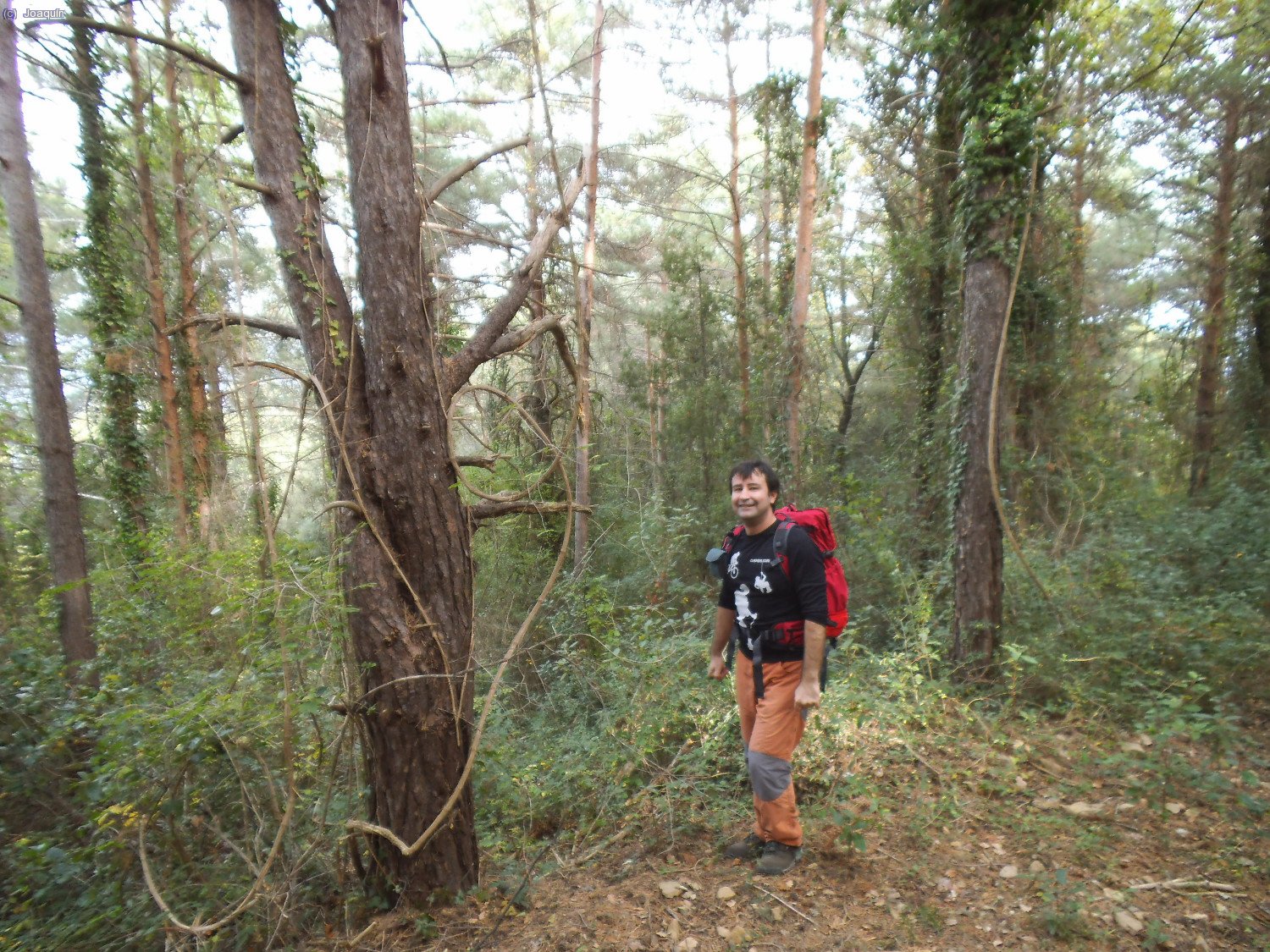 Joaqu&iacute;n bajando de la suave y boscosa cima del Puig Lliurella