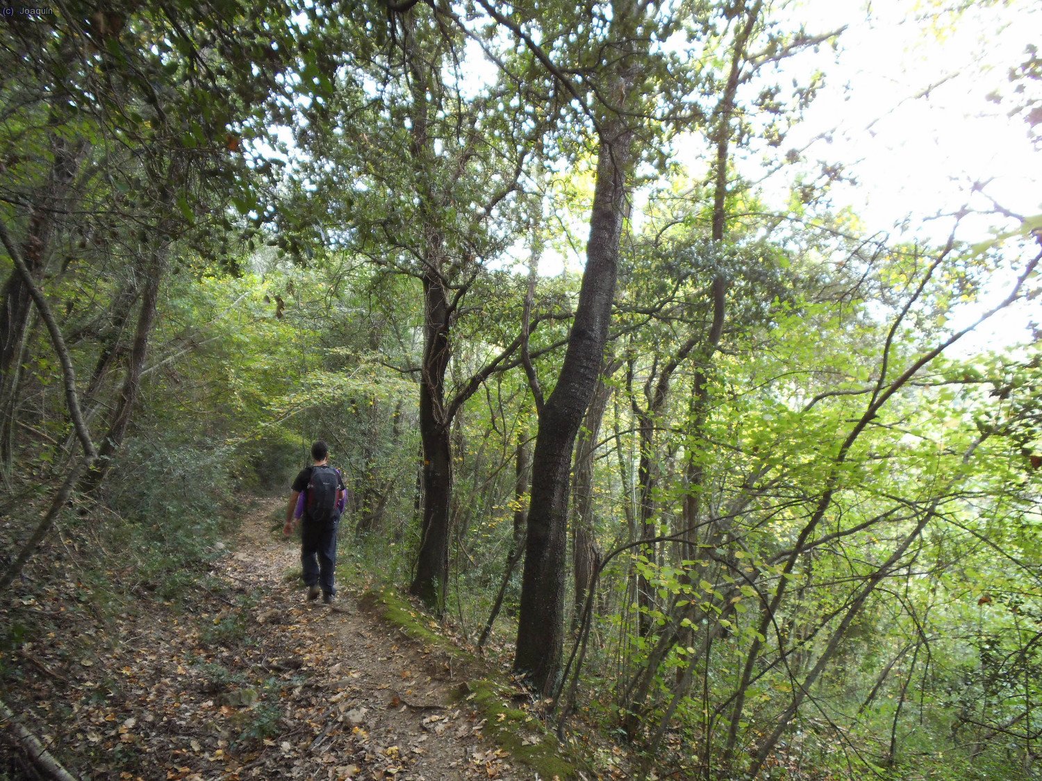 Camino del Collet de l