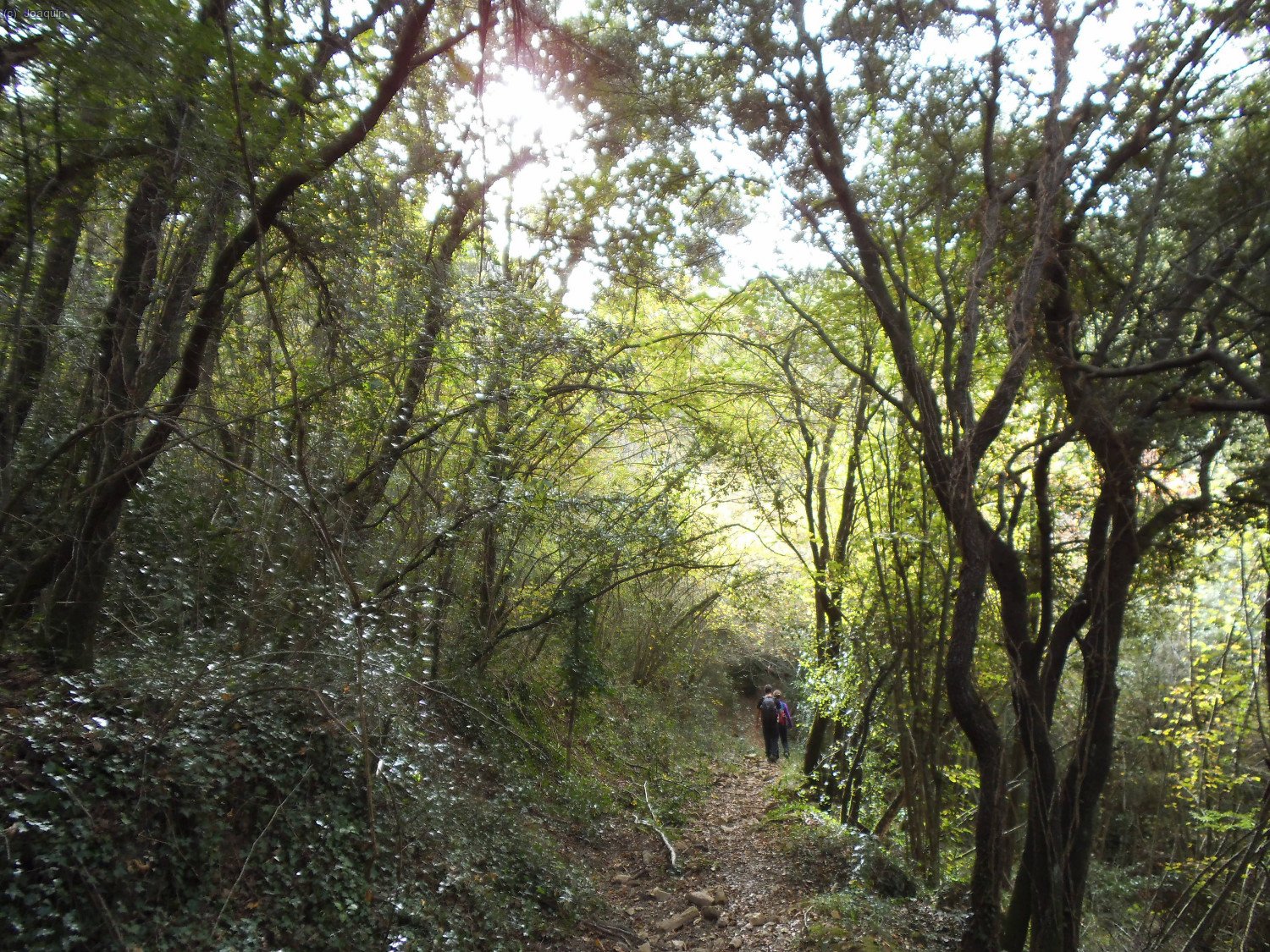 Camino del Collet de l