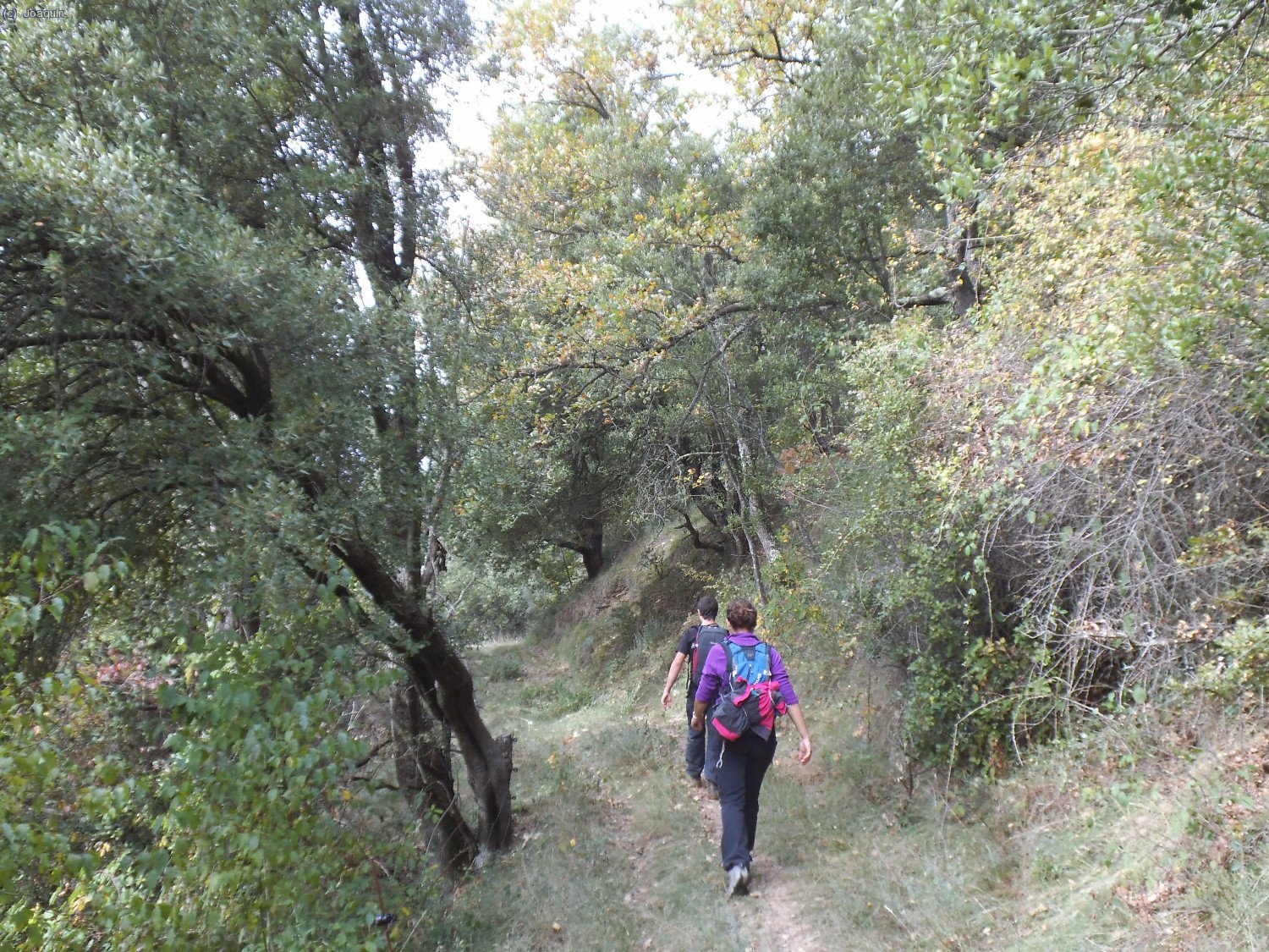 Camino de Coll Sesfages
