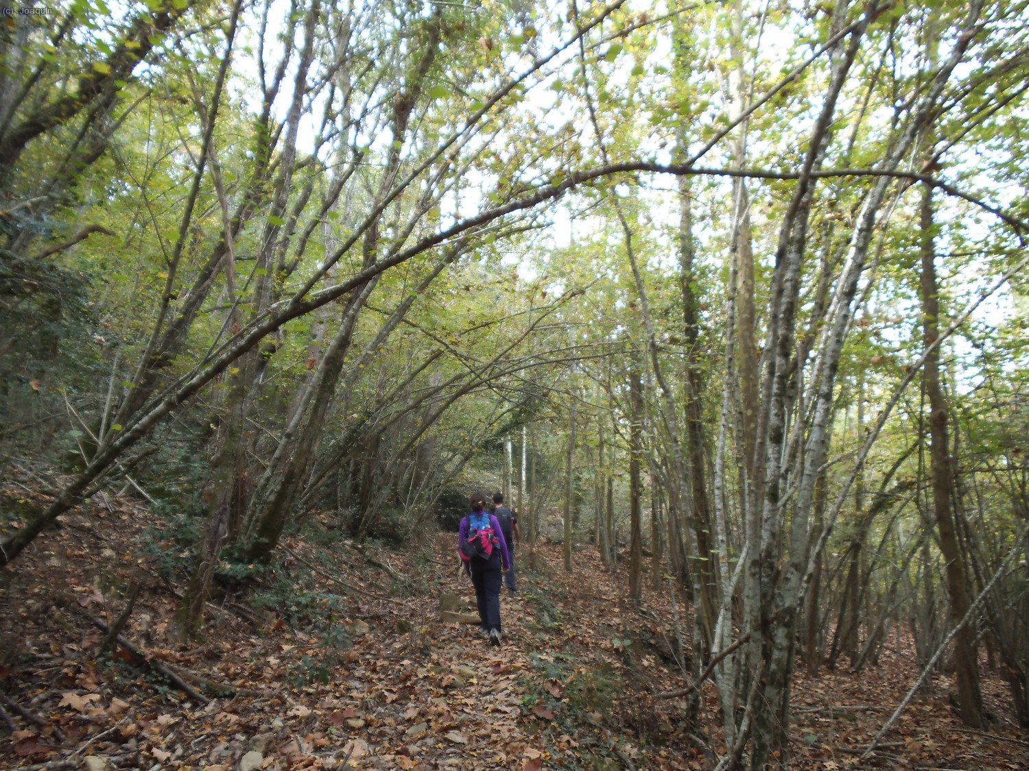 Camino del Collet de l