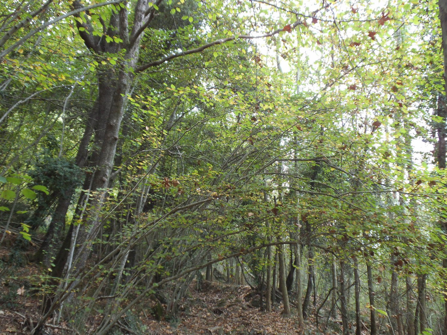 Camino del Collet de l