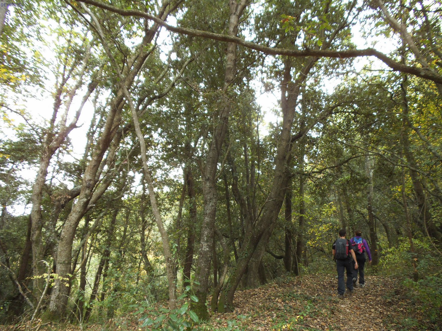 Camino de la Riera de Santal&oacute;