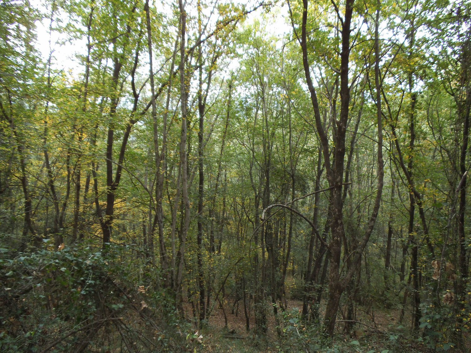 Bosques en las cercan&iacute;as de la Riera de Santal&oacute;