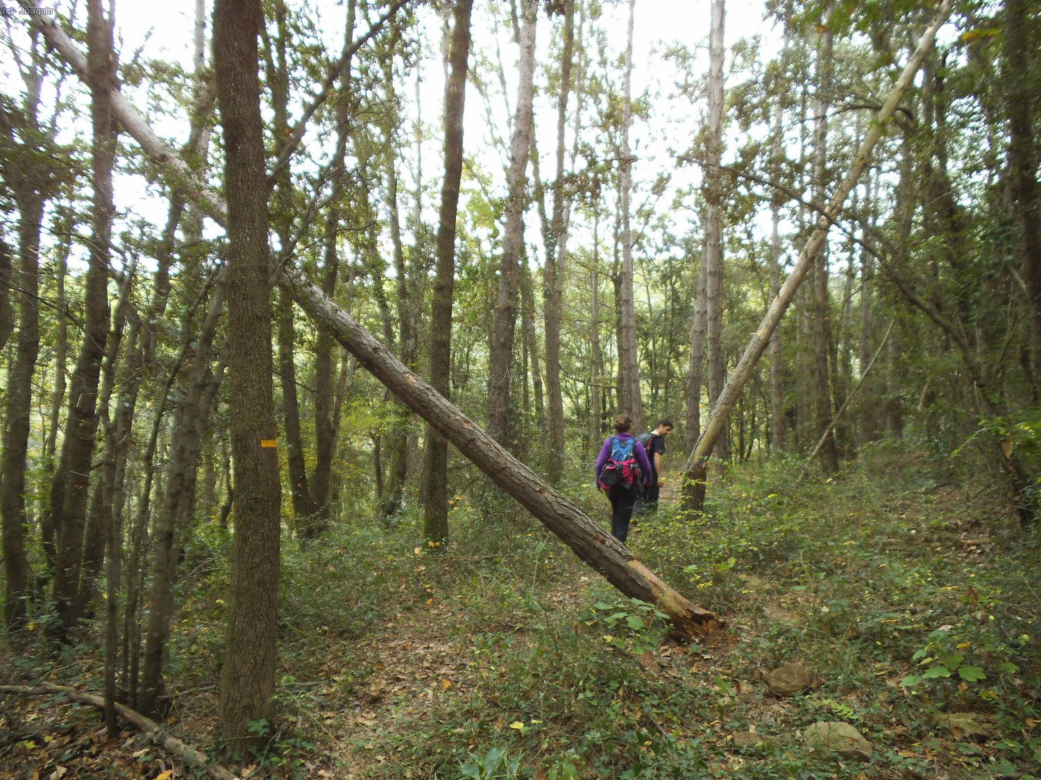 Bosques en las cercan&iacute;as de la Riera de Santal&oacute;