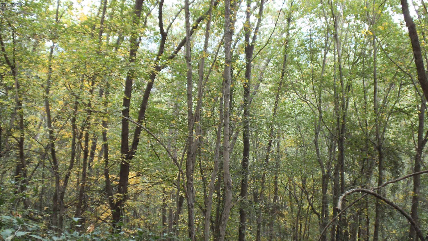 Bosques en las cercan&iacute;as de la Riera de Santal&oacute;