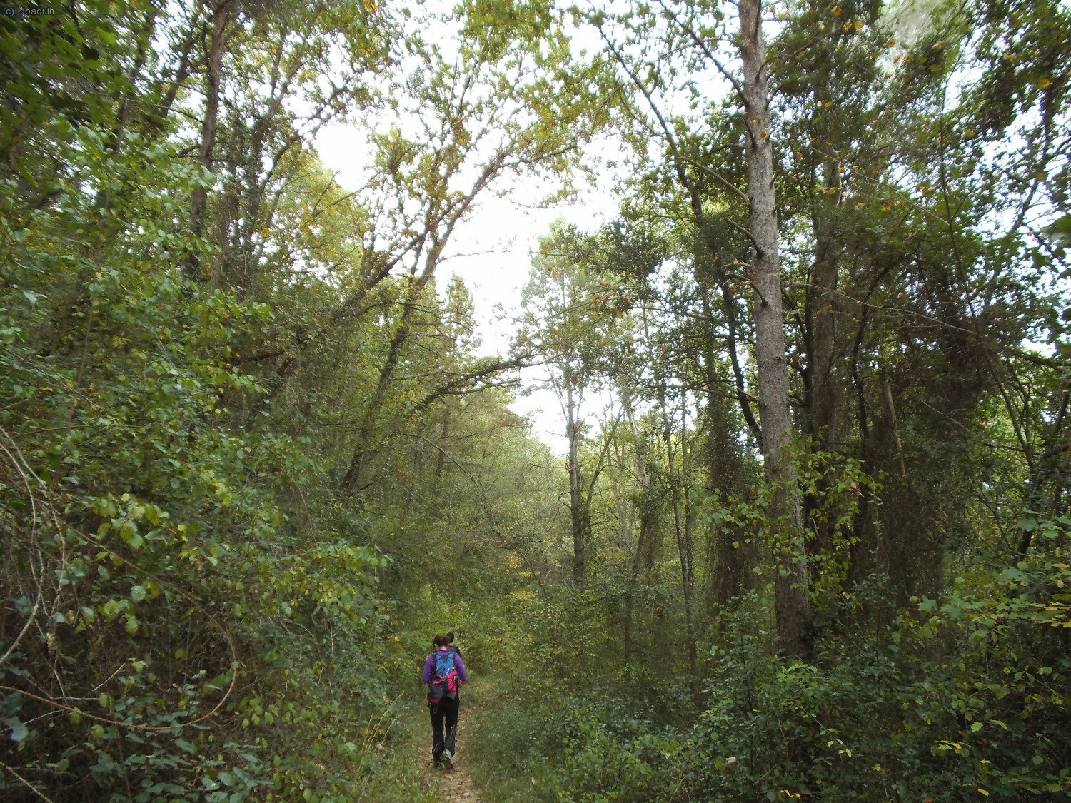 Camino de El Bruguetar
