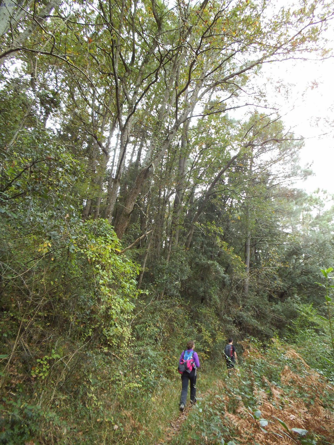 Camino de El Bruguetar