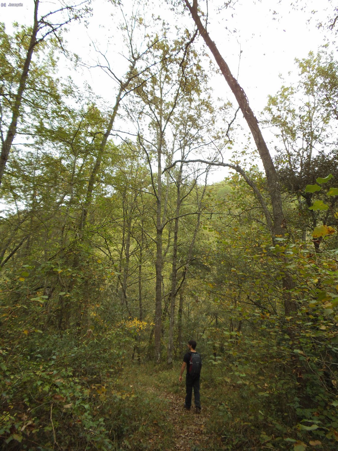 Camino de El Bruguetar