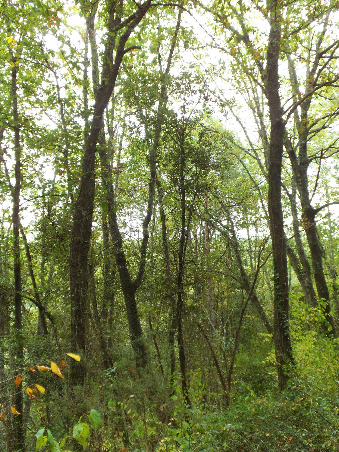 Bosques camino de El Bruguetar