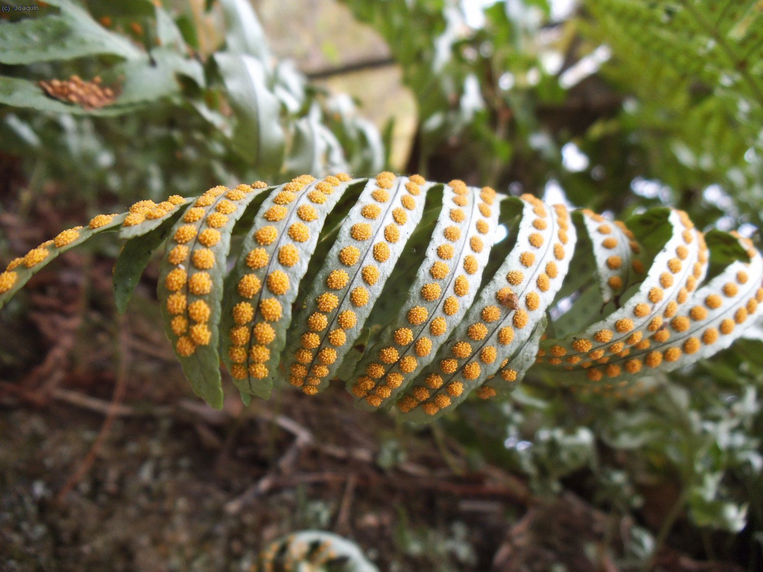 &iquest;par&aacute;sitos de los helechos?