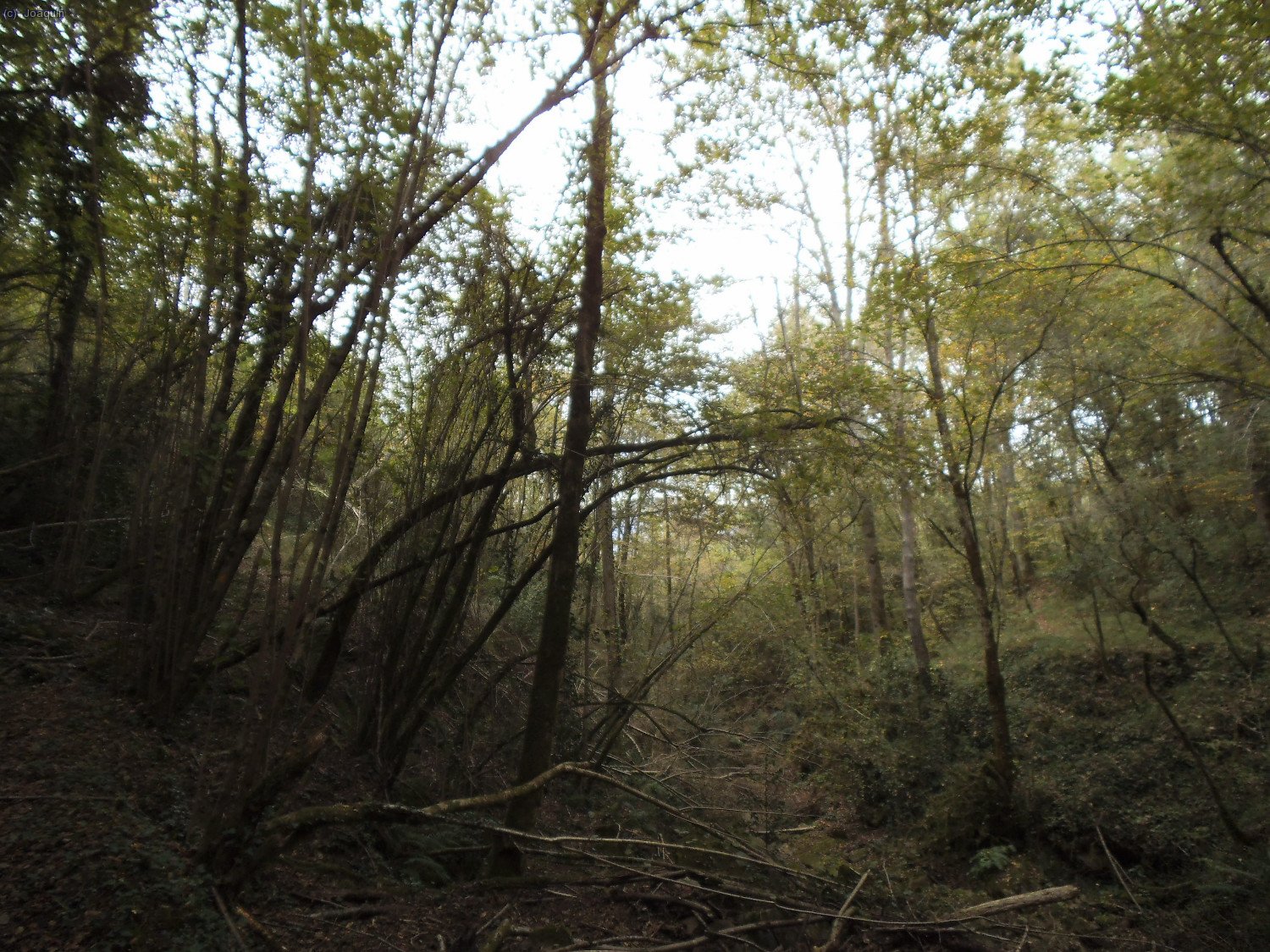 Riera de Santal&oacute;