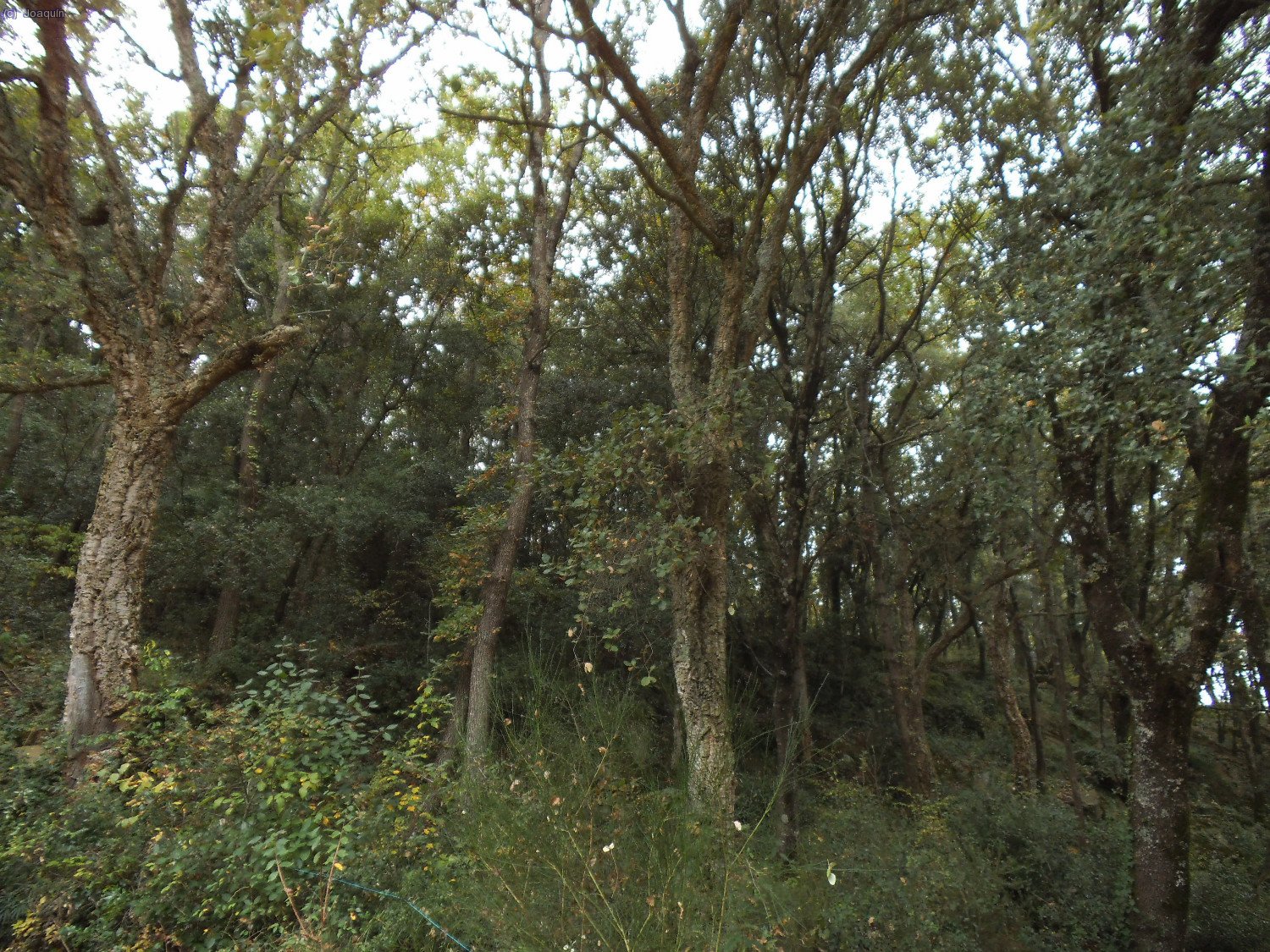 Bosques camino de El Bruguetar