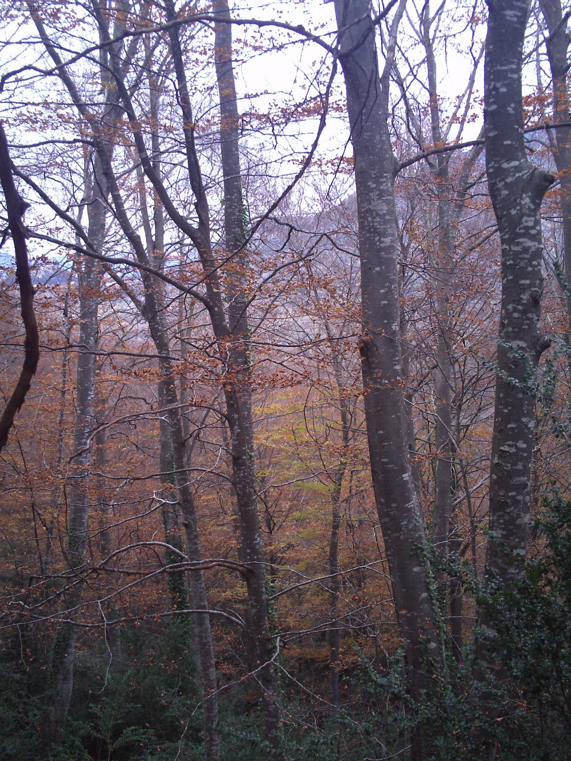 Alrededores del Coll de Bev&iacute;