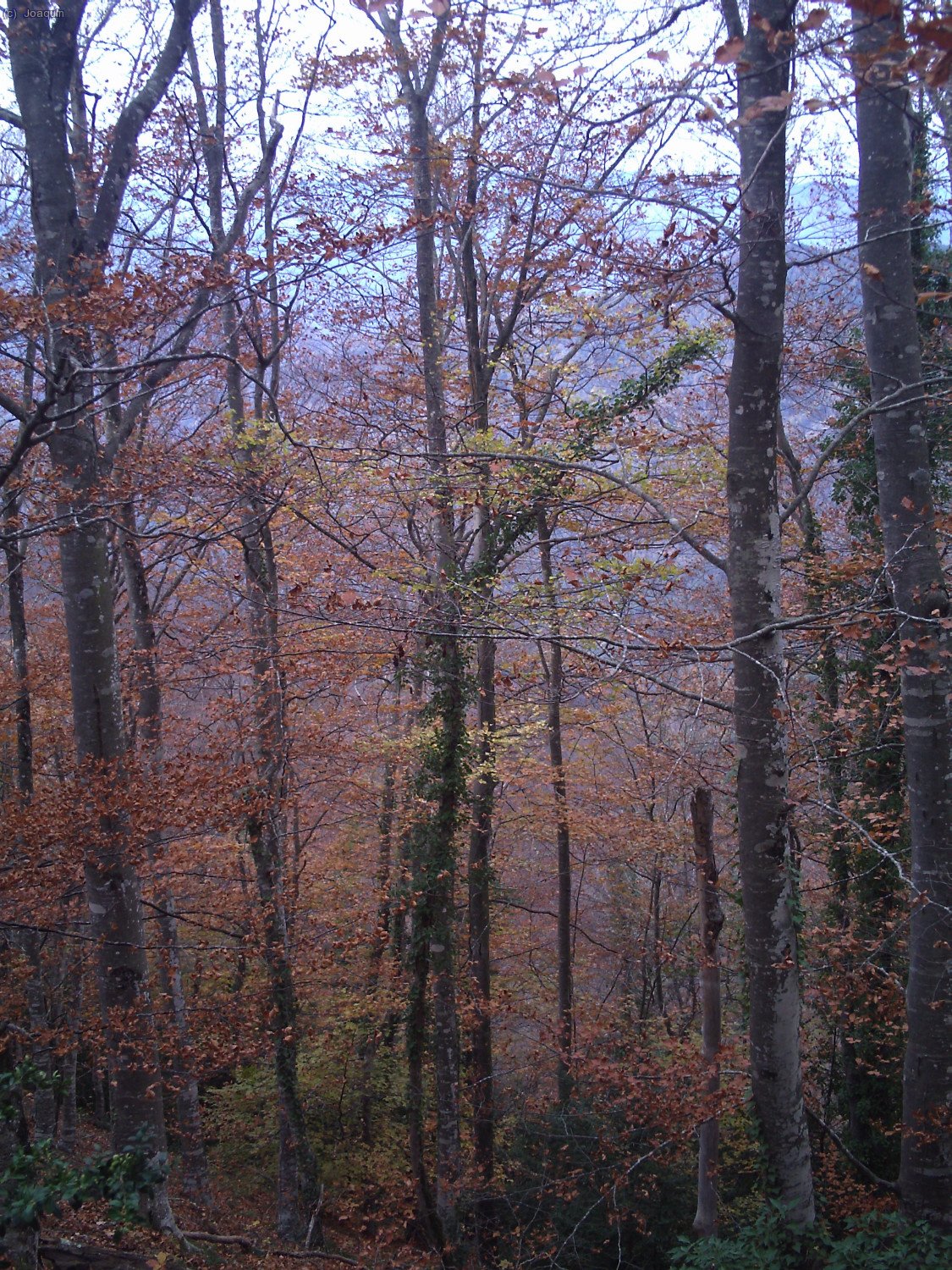 Hayedo de la Sierra dels Bufadors