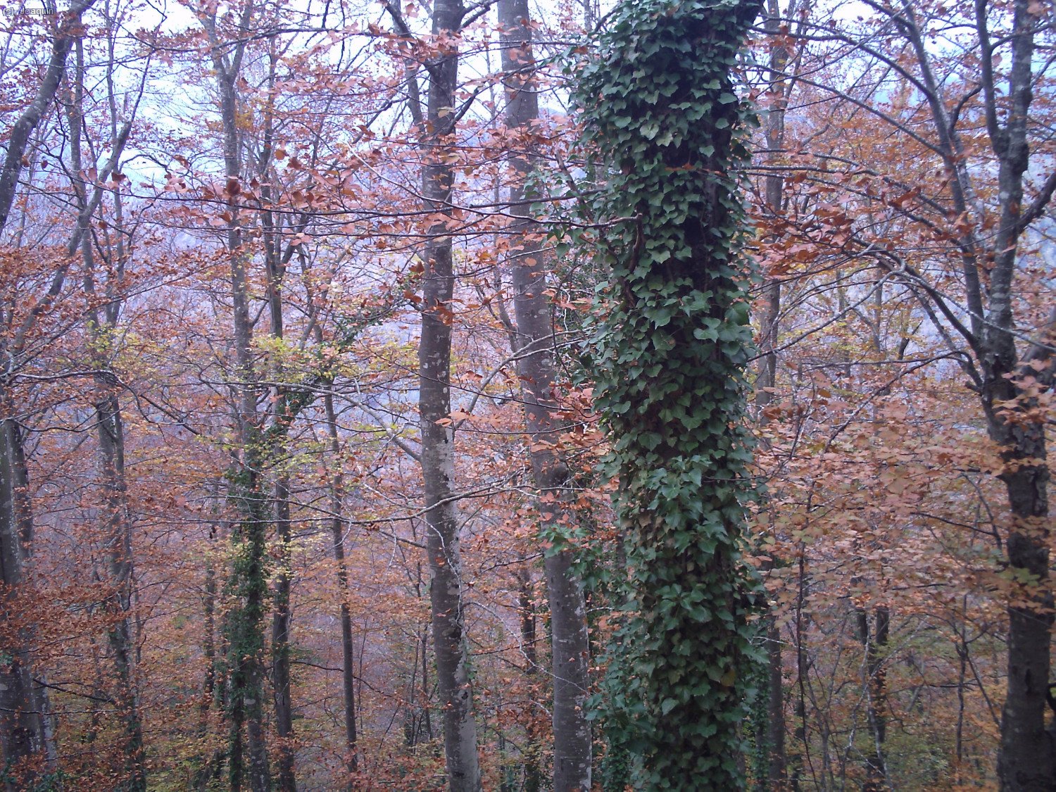 Hayedo de la Sierra dels Bufadors