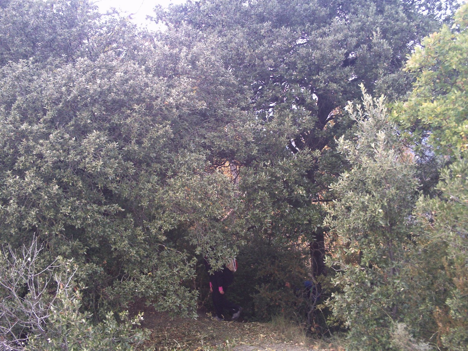 Miradores en la senda