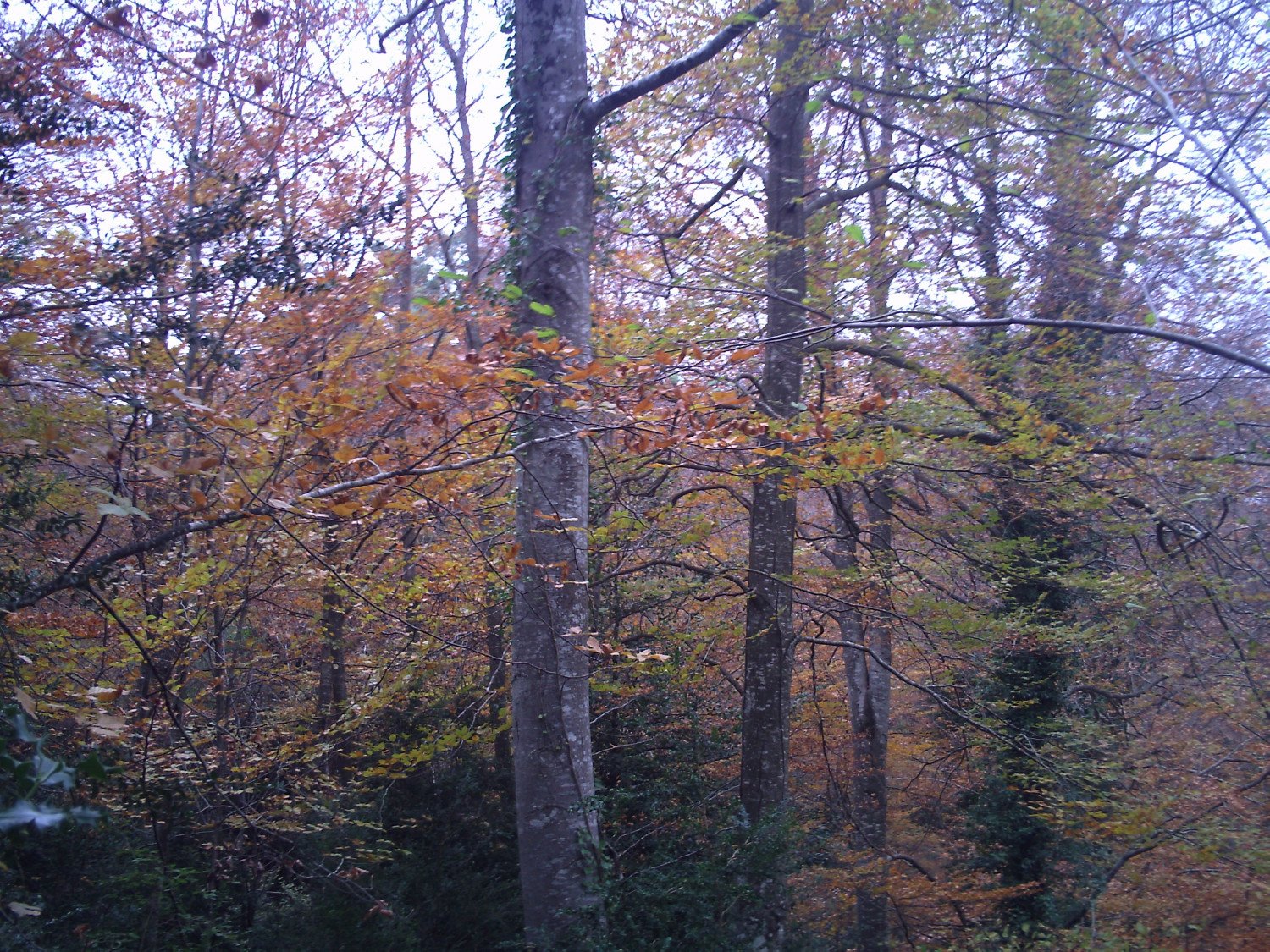 Hayedos en la Sierra dels Bufadors