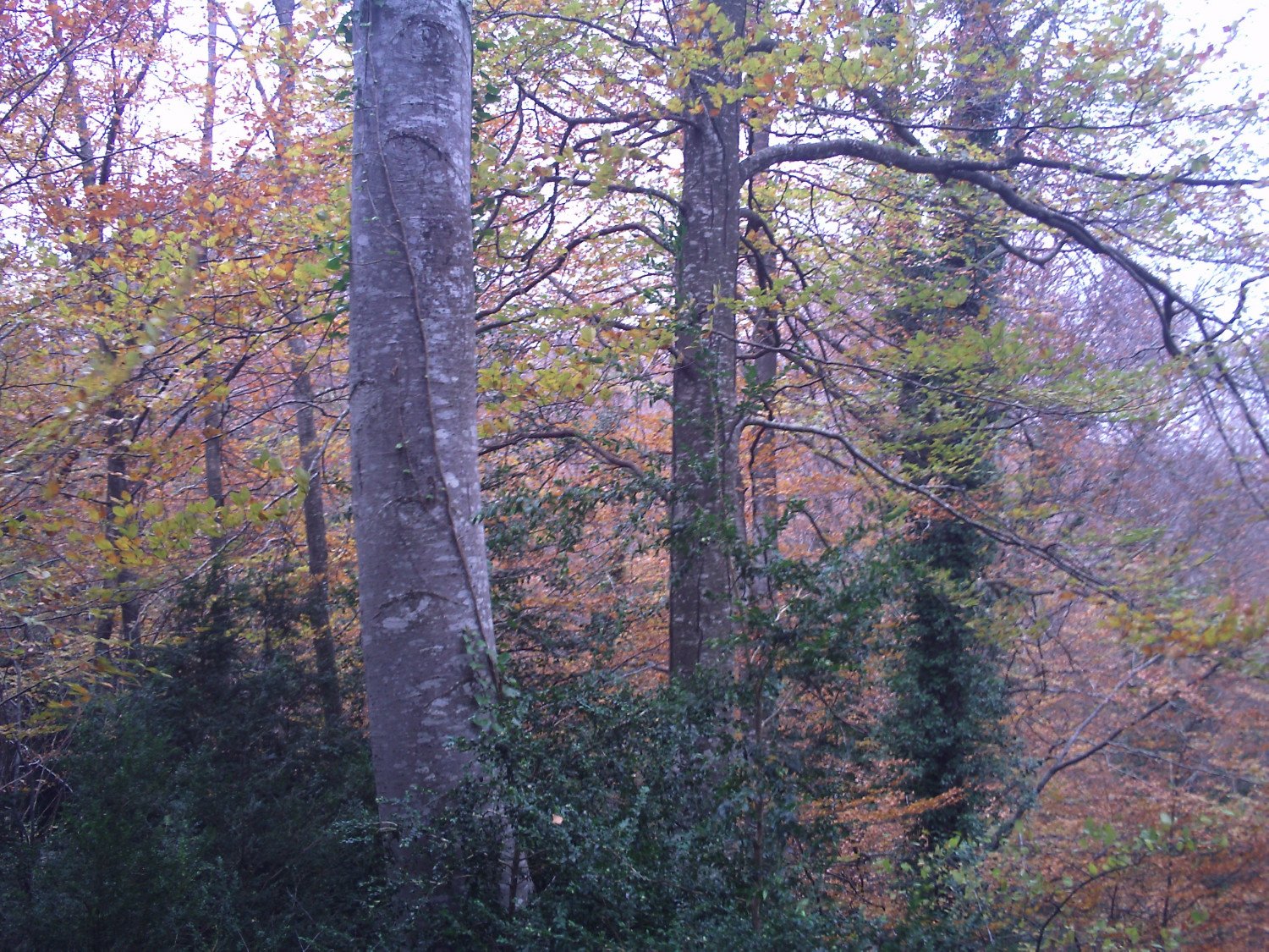 Hayedos en la Sierra dels Bufadors
