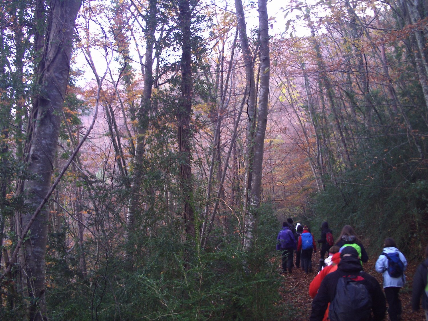 Recorriendonos los hayedos y sus rincones, en la ladera norte de la Bajando por los hayedos de la Sierra dels Bufadors