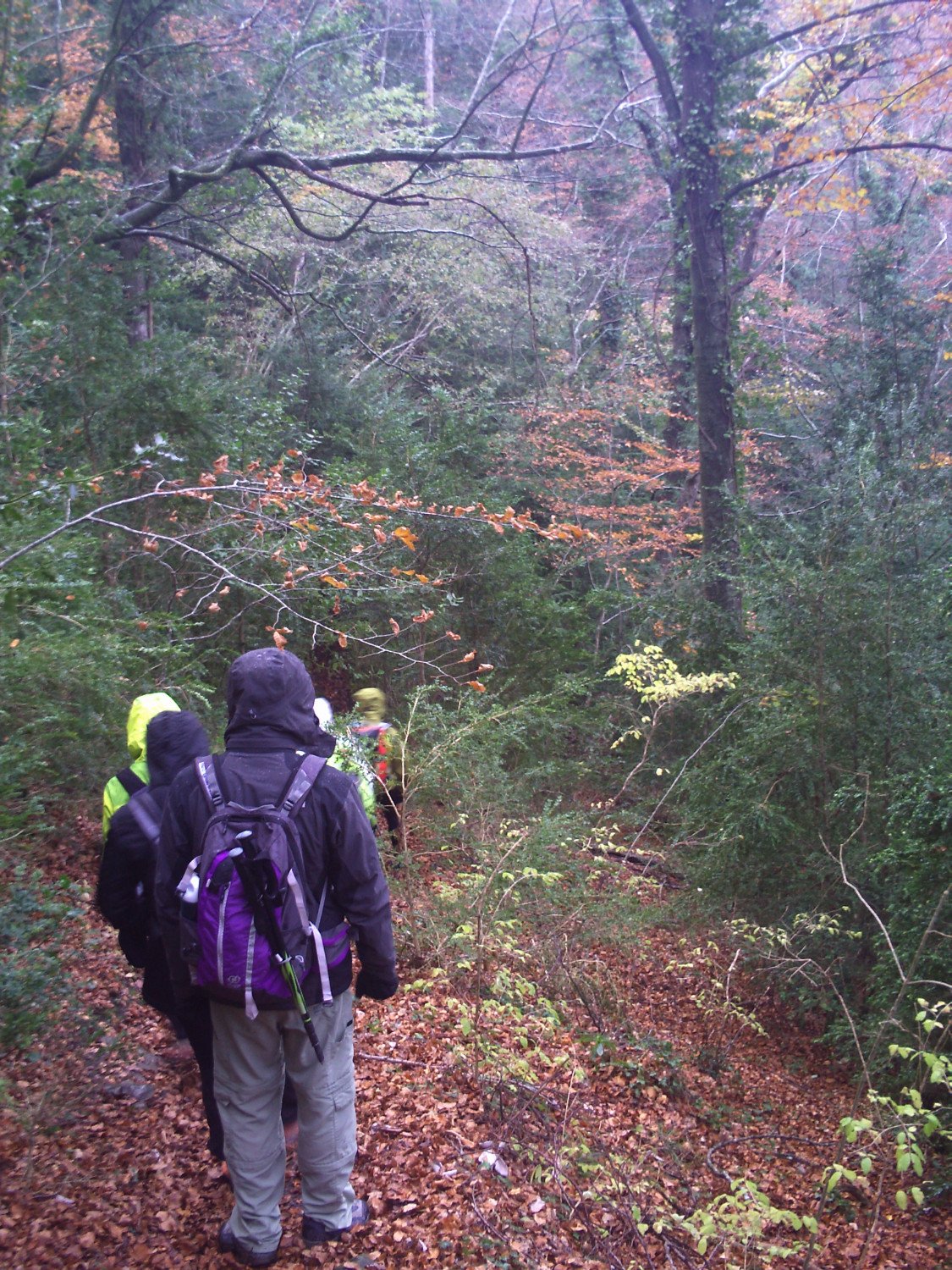 Bajando por los hayedos de la Sierra dels Bufadors