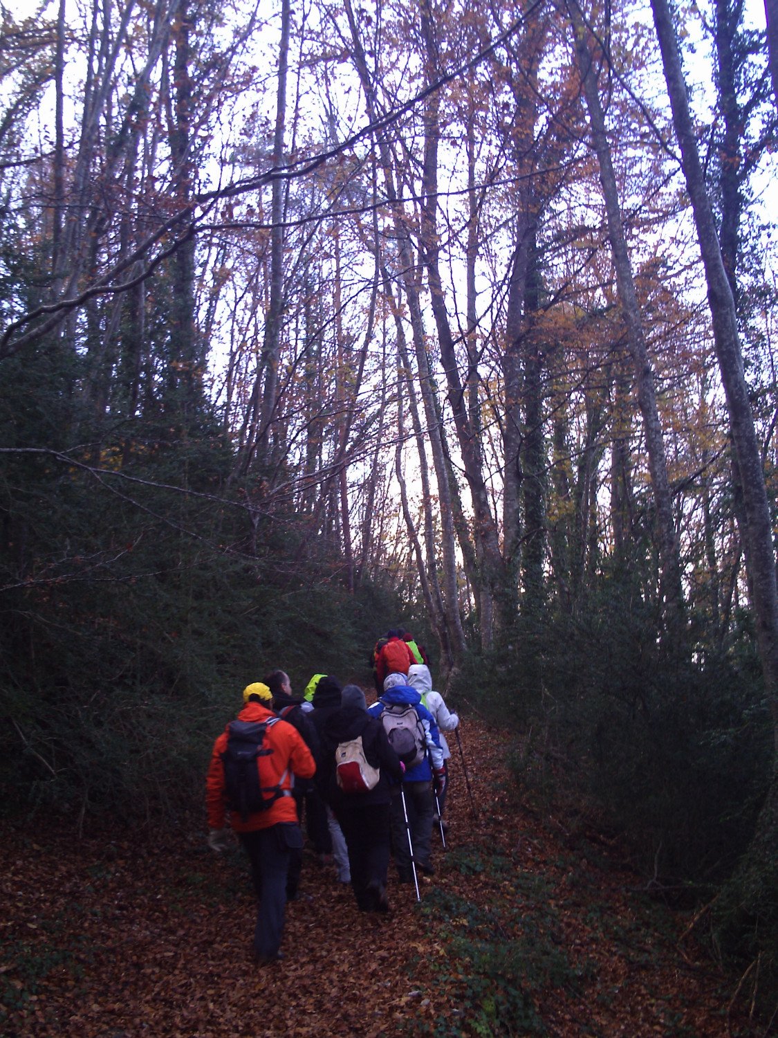 Bajando por los hayedos de la Bajando por los hayedos de la Sierra dels Bufadors
