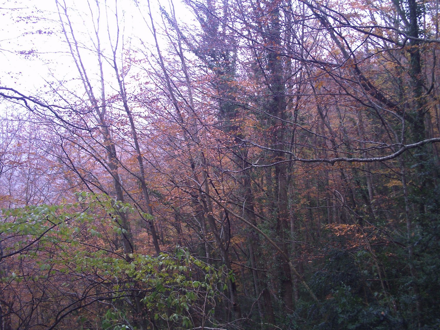 Hayedos de la Sierra dels Bufadors