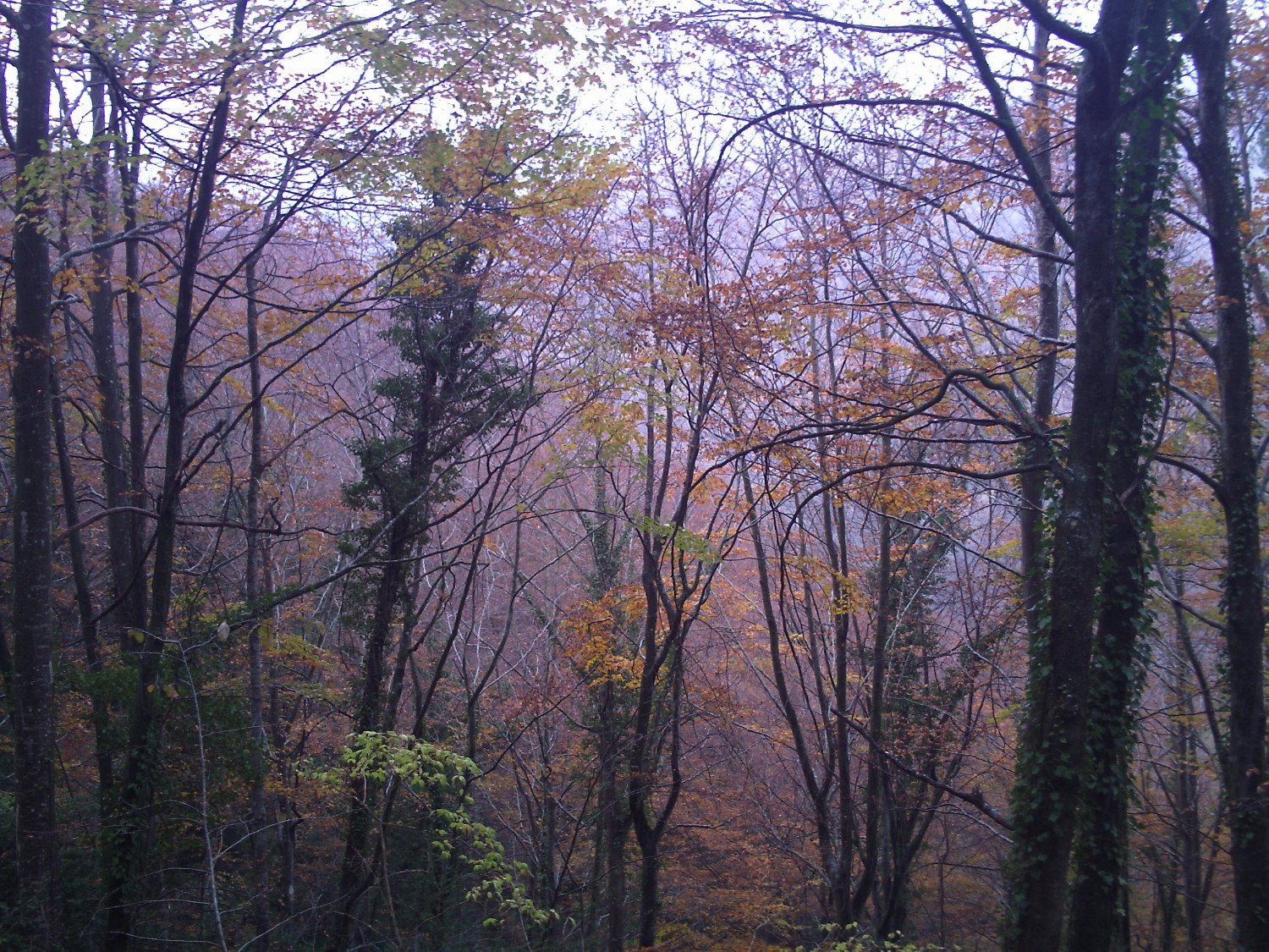 Hayedos de la Sierra dels Bufadors