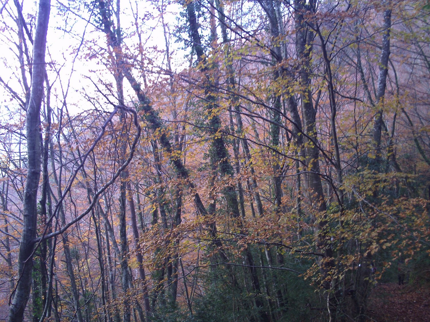 Hayedos de la Sierra dels Bufadors