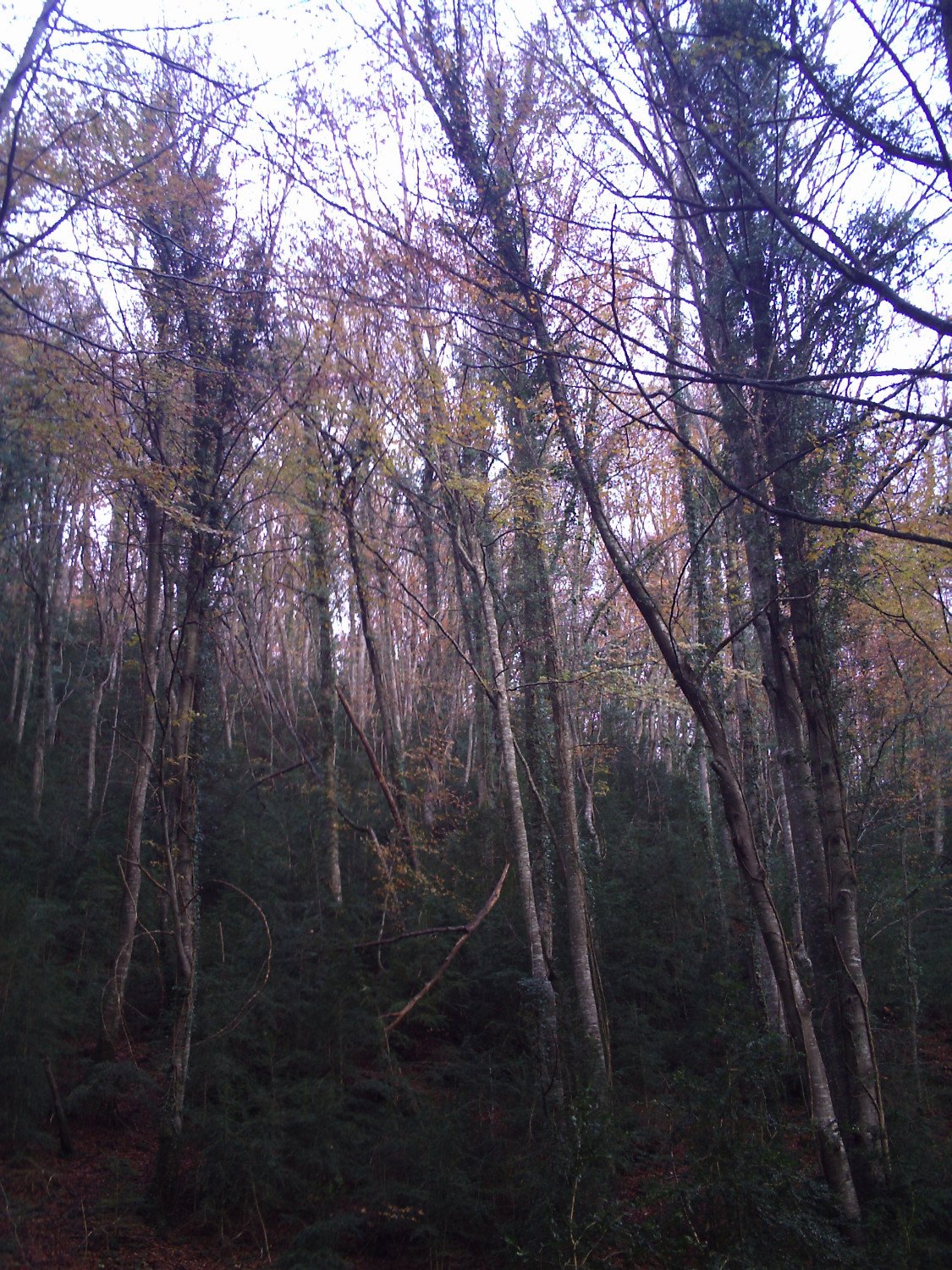 Hayedos de la Sierra dels Bufadors