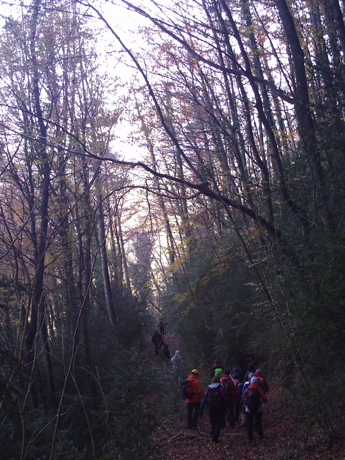 Recorriendonos los hayedos y sus rincones, en la ladera norte de la Bajando por los hayedos de la Sierra dels Bufadors