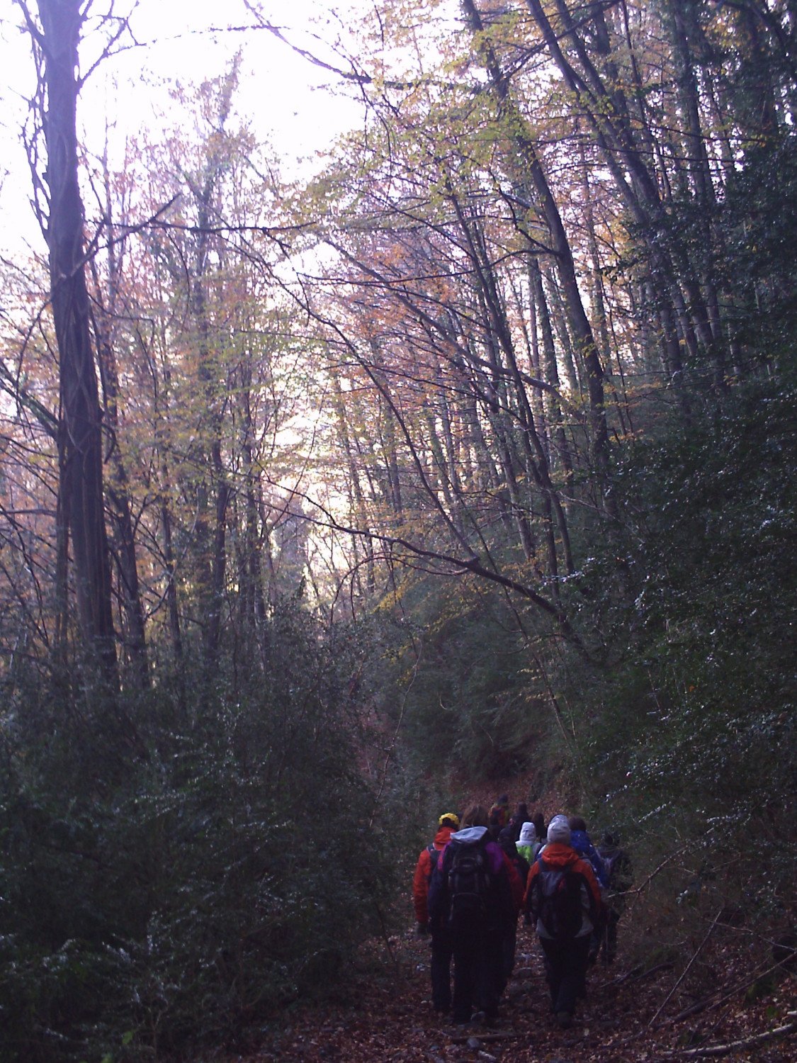 Recorriendonos los hayedos y sus rincones, en la ladera norte de la Bajando por los hayedos de la Sierra dels Bufadors
