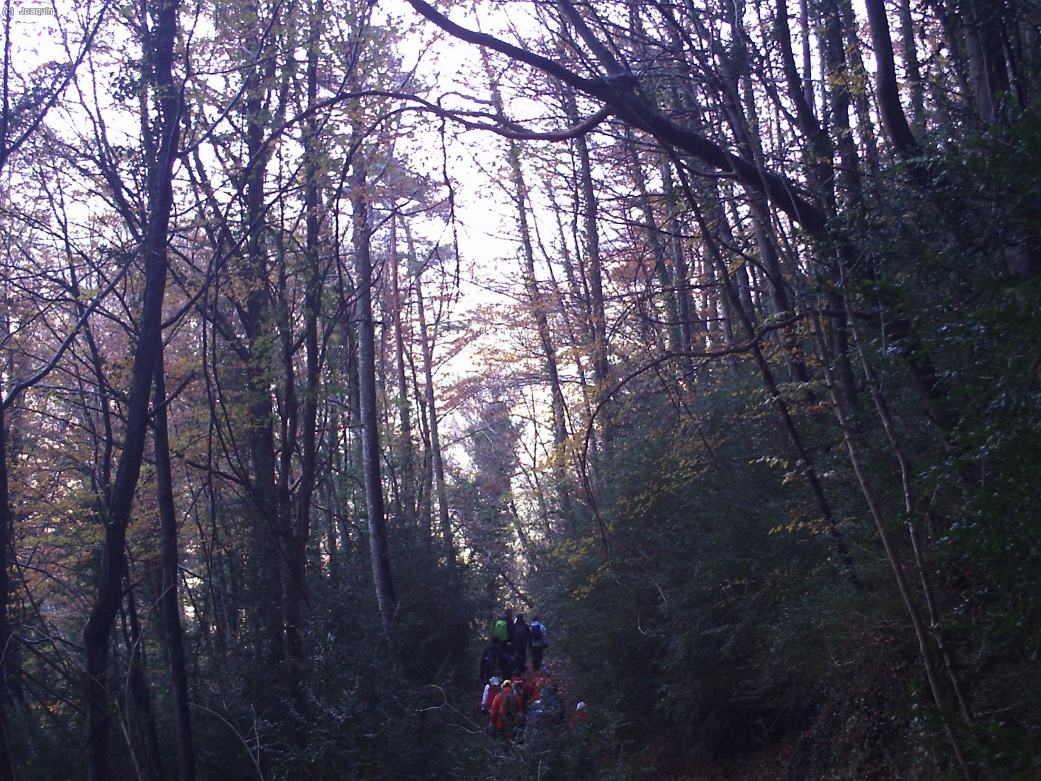 Recorriendonos los hayedos y sus rincones, en la ladera norte de la Bajando por los hayedos de la Sierra dels Bufadors