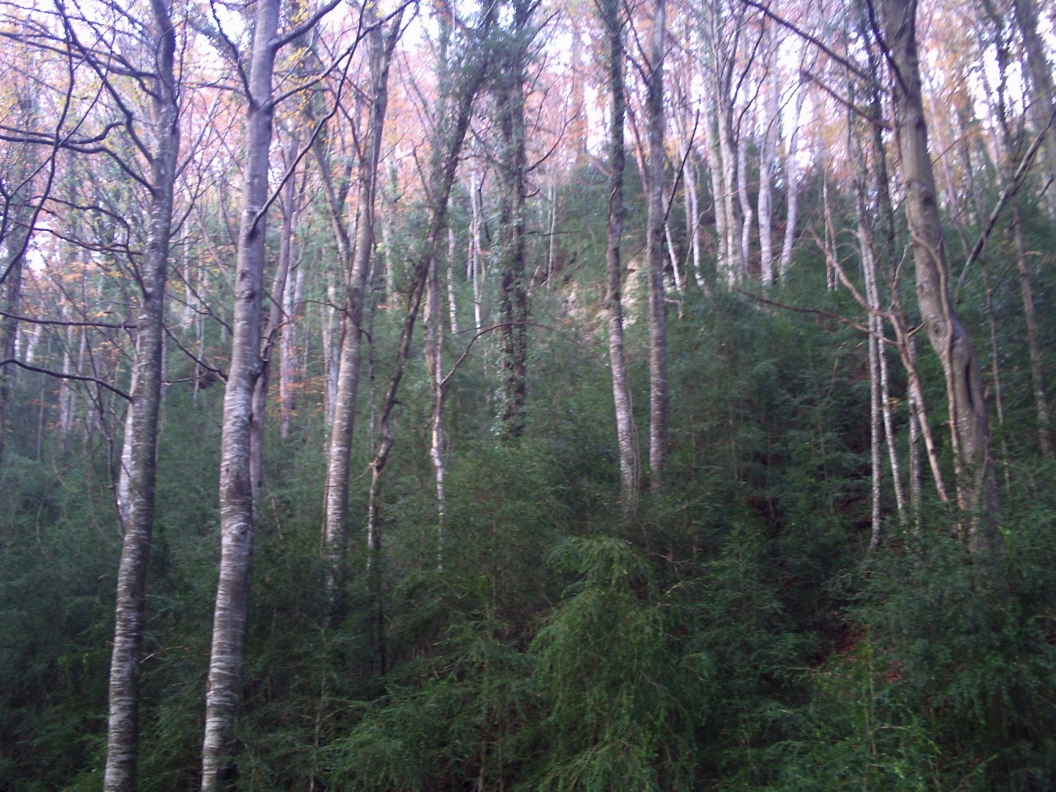 Hayedos de la Sierra dels Bufadors