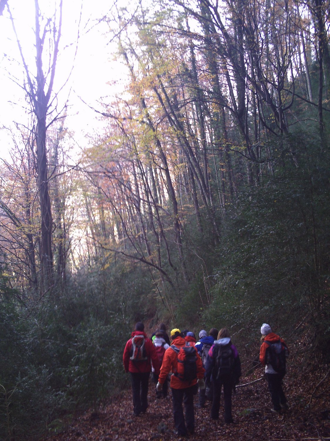 Recorriendonos los hayedos y sus rincones, en la ladera norte de la Bajando por los hayedos de la Sierra dels Bufadors