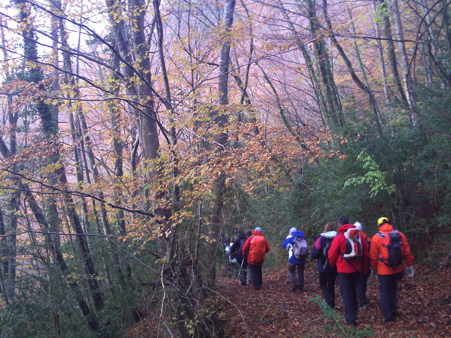 Recorriendonos los hayedos y sus rincones, en la ladera norte de la Bajando por los hayedos de la Sierra dels Bufadors