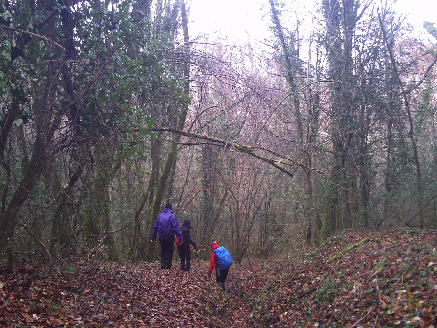 Recorriendonos los hayedos y sus rincones, en la ladera norte de la Bajando por los hayedos de la Sierra dels Bufadors