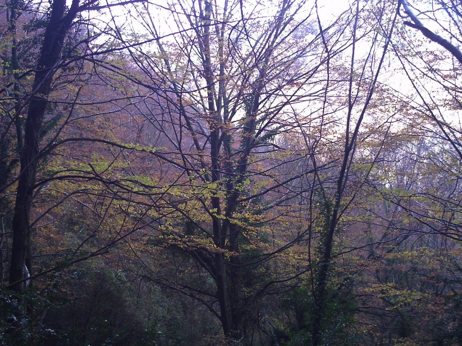 Hayedos de la Sierra dels Bufadors