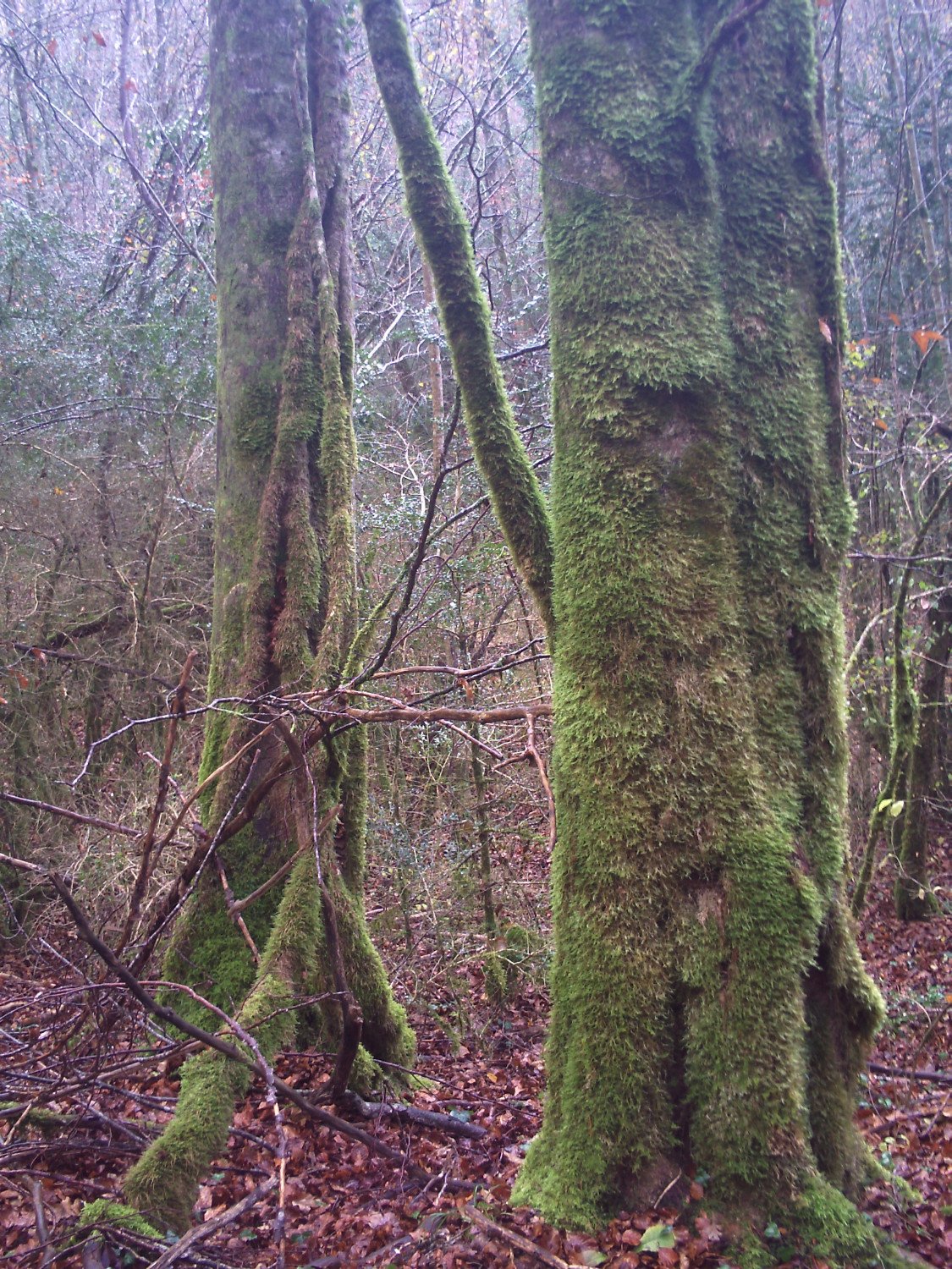 Hayedos de la Sierra dels Bufadors